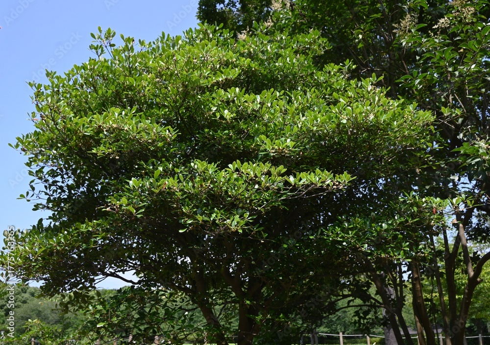 Fototapeta premium Ternstroemia gymnanthera tree. Flowers bloom in summer and the fruit ripens in autumn, splitting open to reveal orange-red seeds. Fruit only appears on trees with bisexual flowers.