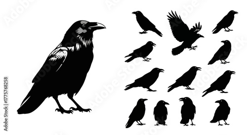 Raven silhouette collection showcasing various poses and angles against a white backdrop.