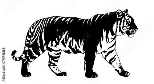 Striking Black and White Tiger Illustration Walking with Confidence.