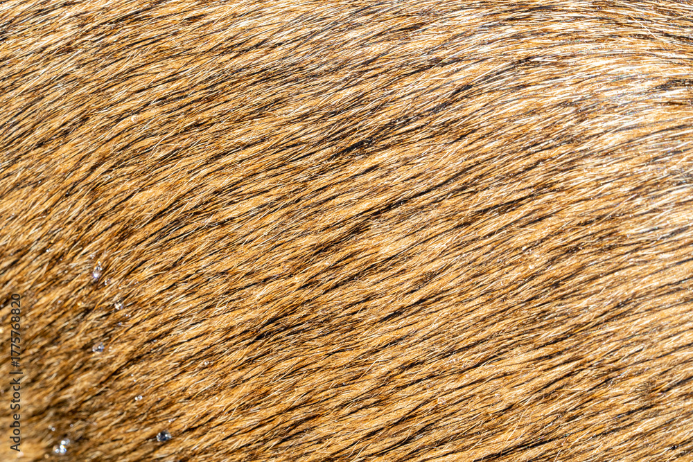 Fototapeta premium Natural dog wool texture, wallpaper.