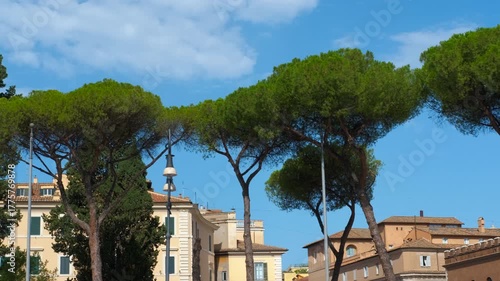 Italian stone pines panning over rome's rooftops. Smooth panning shot revealing the iconic italian stone pines, also known as umbrella pines, with classic roman architecture