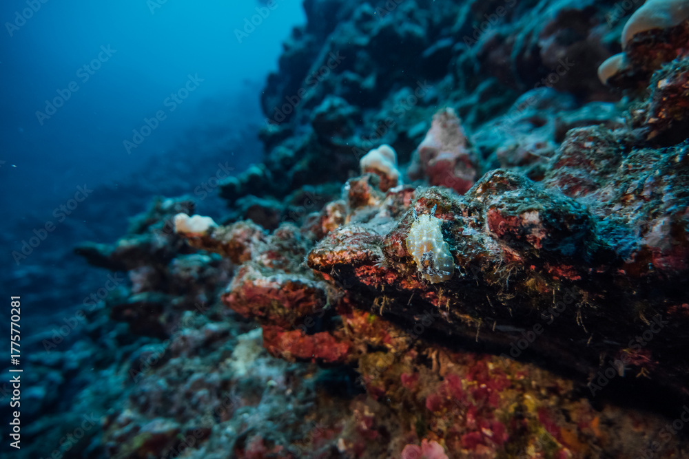 Fototapeta premium Hawaii Underwater