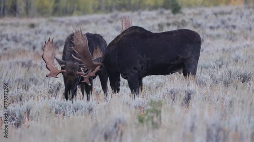Pair of Bull Moose Fighting During the Rut in Autumn in Grand Teton Naitonal Park Wyoming