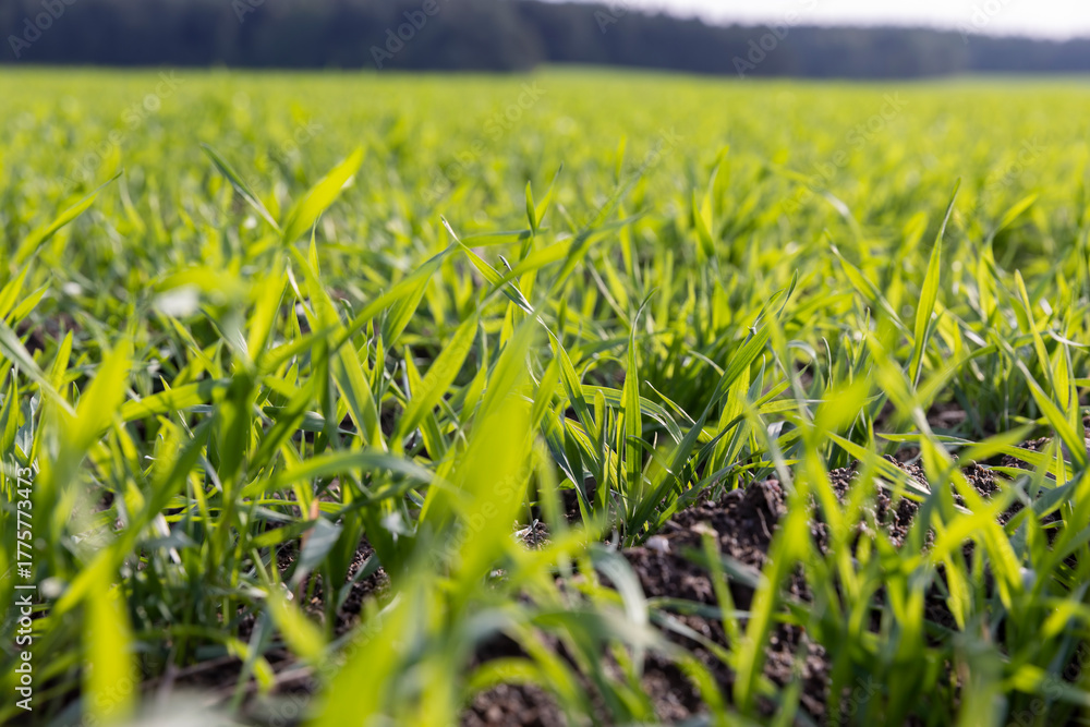 Fototapeta premium field with green wheat sprouts in the autumn season for early grain harvest, wheat grass resistant to cold weather planted in autumn for wintering and early grain harvest