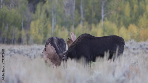 Pair of Bull Moose Fighting During the Rut in Autumn in Grand Teton Naitonal Park Wyoming
