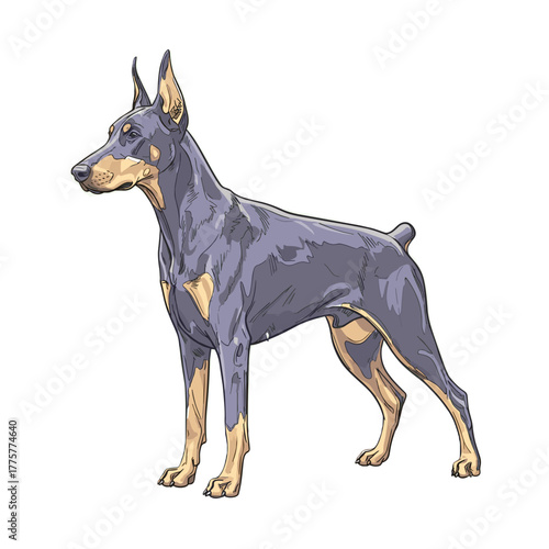 Doberman in a standing pose with alert expression on white background  