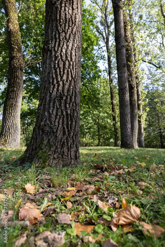 green grass and fallen dry foliage from deciduous trees at the beginning of leaf fall, colorful foliage lying on the ground in the autumn season in sunny warm weather