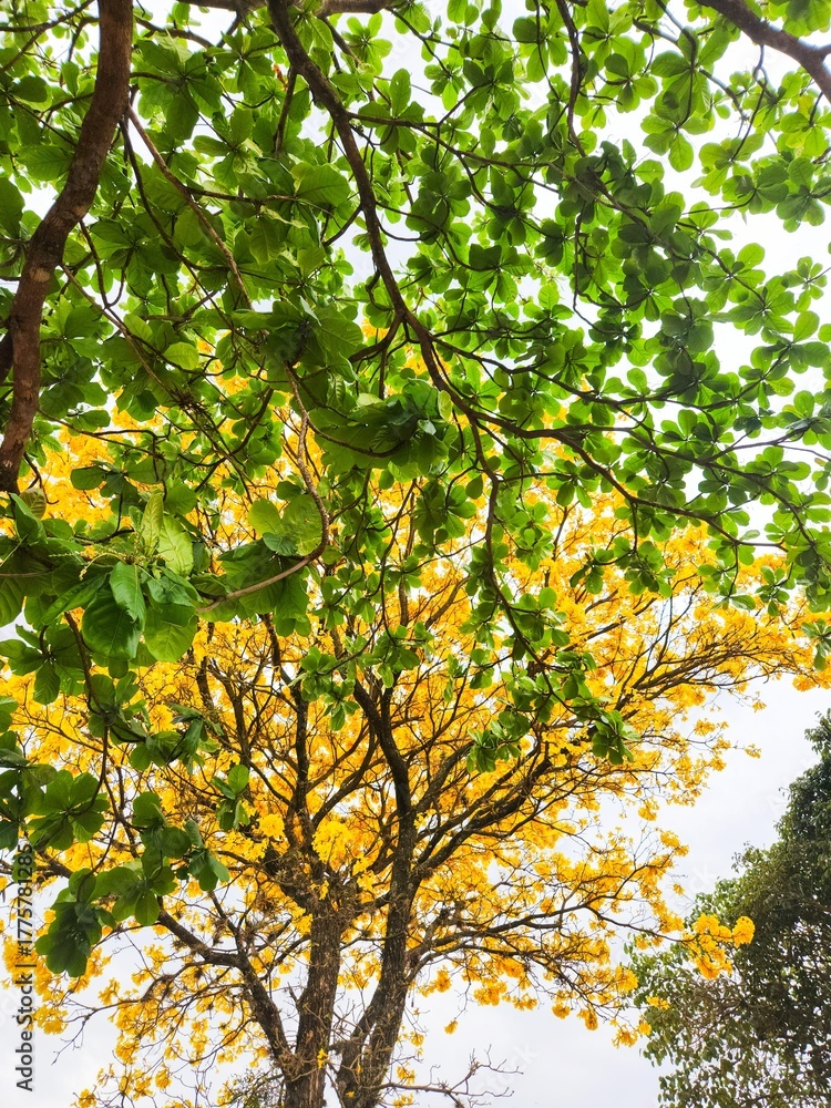Naklejka premium Tree with Green Leaves and Yellow Flowers