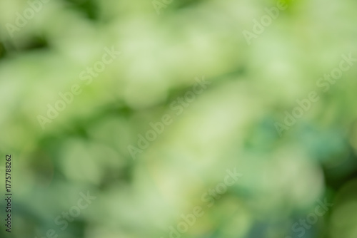 Defocused background blurred nature greenery light and dark green.