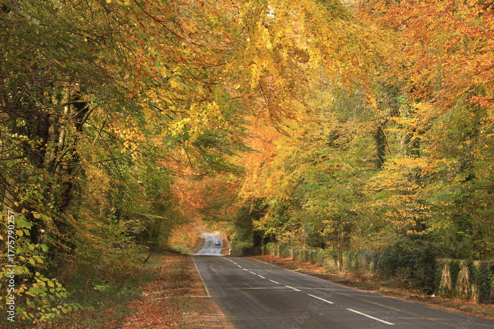 Fototapeta premium Road through tree tunnel in rural County Fermanagh, Ireland featuring trees with foliage in autumnal colours