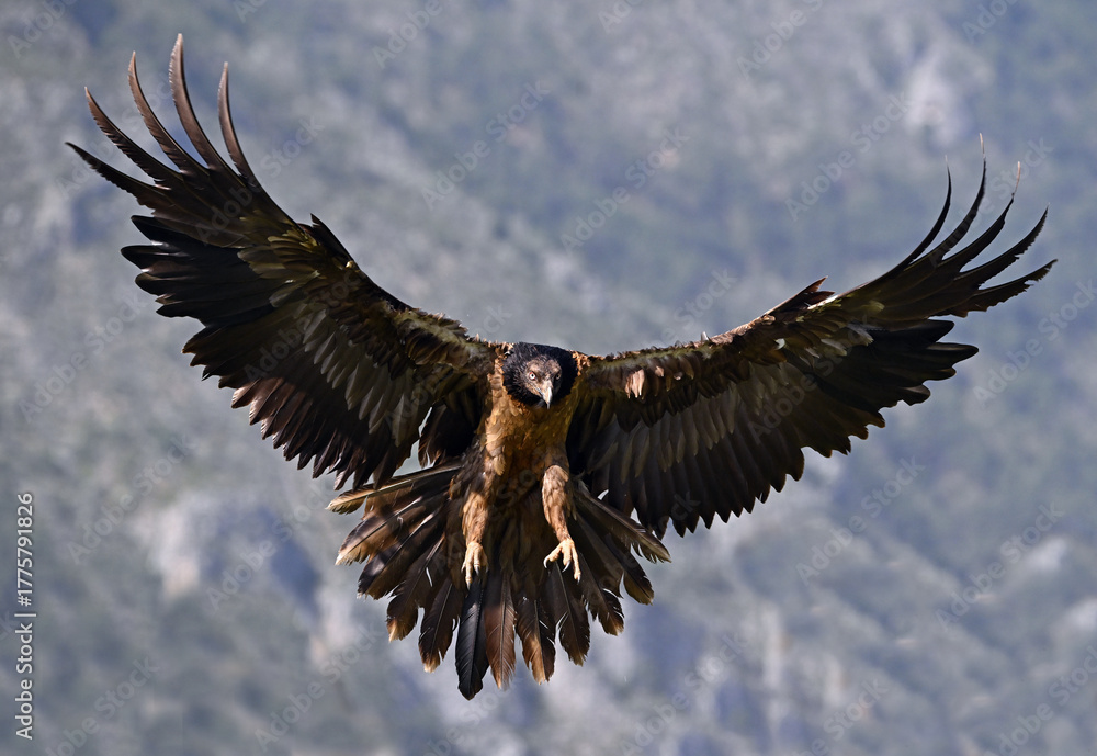 Obraz premium a majestic bearded vulture in the mountain on spain