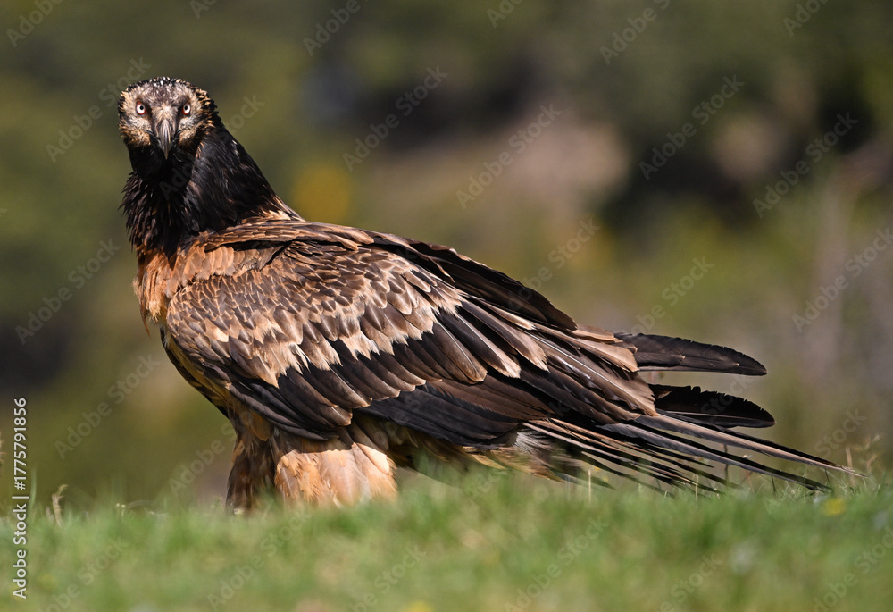 Obraz premium a majestic bearded vulture in spain