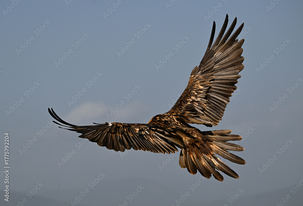 Obraz premium a powerful bearded vulture in spain