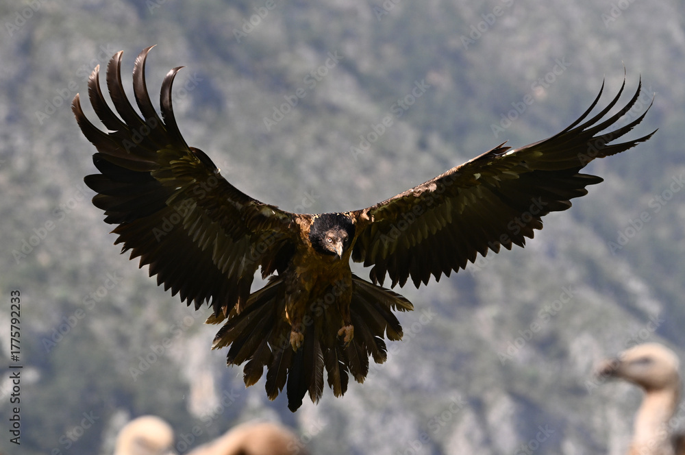 Fototapeta premium a powerful bearded vulture in spain