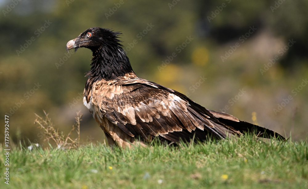 Fototapeta premium a powerful bearded vulture in spain