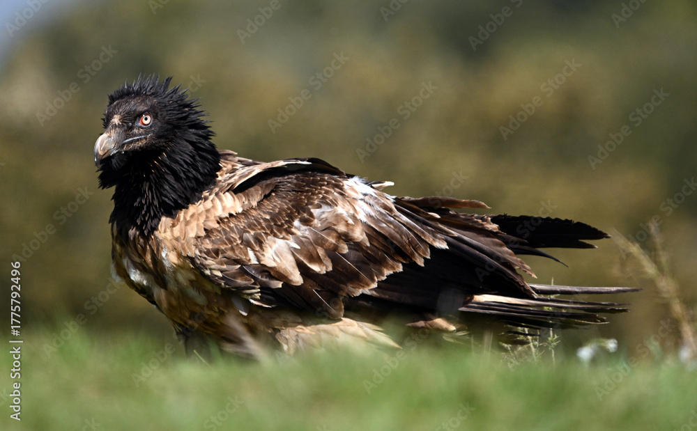 Fototapeta premium a serious bearded vulture in spain