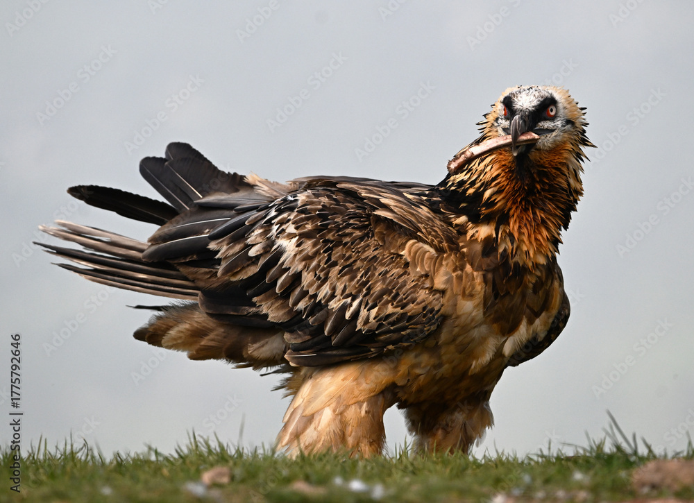 Fototapeta premium a majestic bearded vulture in spain