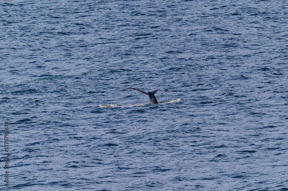 Fototapeta premium Humpback Whale Tail Surfaces in Seymour Narrows in the Strait of Georgia, near Vancouver, British Columbia, Canada.
