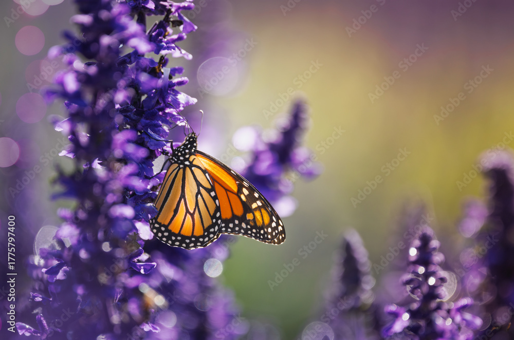 Obraz premium a close-up of a Monarch butterfly (Danaus plexippus) perched gracefully on a cluster of vibrant purple flowers, natural background and bokeh