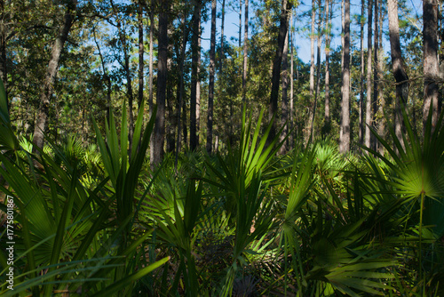 pine trees and palmettos in the woods