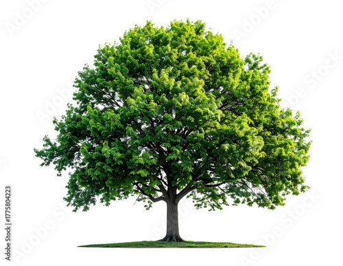 Isolated image of a green tree with a transparent background ideal for design and illustration