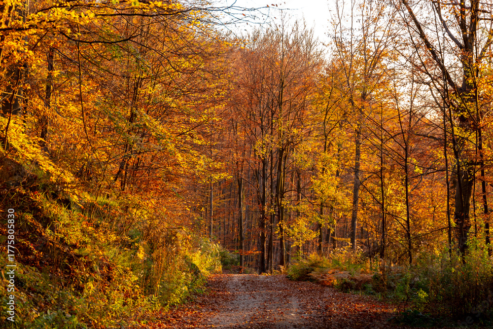 Fototapeta premium Road through a mountain beech forest on a bright autumn evening