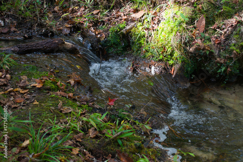 tiny waterfall in the forest