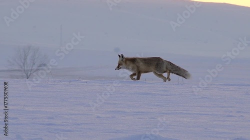 A solitary fox hunts for prey in a treeless, snowy winter landscape just before sunrise. The serene, frosty environment highlights the animal's struggle for survival in the extreme cold.