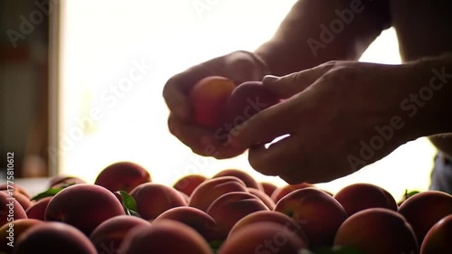 Hands picking ripe peaches from a pile in soft light
