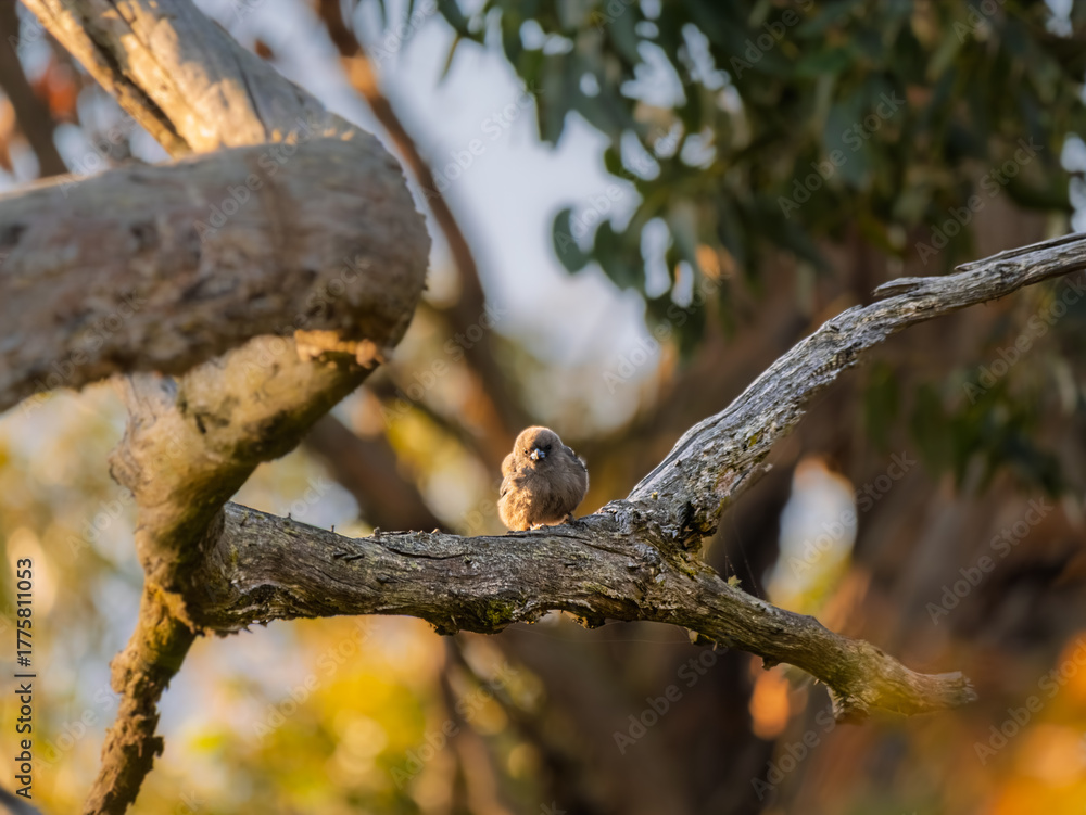 Fototapeta premium Dusky Woodswallows Head On Log