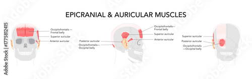 Head side and front muscle chart, occipitofrontalis labeled, auricular muscles superior anterior posterior, anatomical illustration, science reference, educational diagram for cranial region