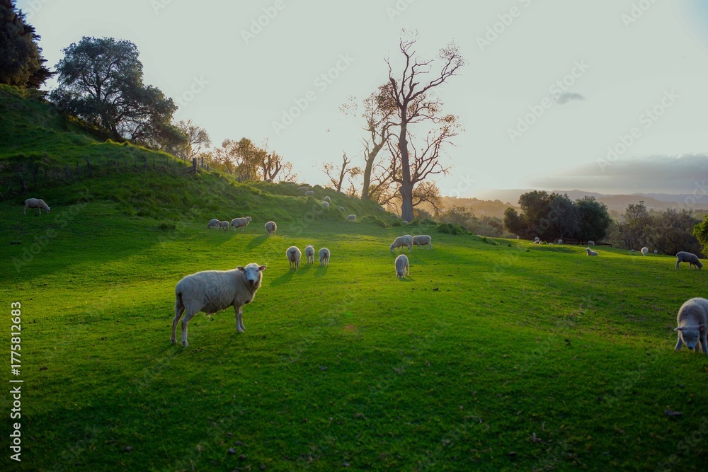 Obraz premium Sheep moving around and eating grass at sunset time.