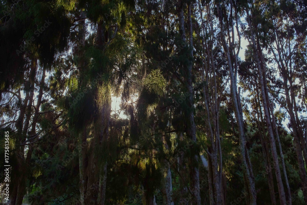 Obraz premium Path going through trees rustling with wind in summer.