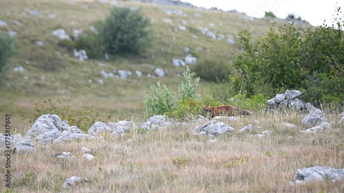 A red fox in the wild. A wild fox is looking for food on the mountain.  