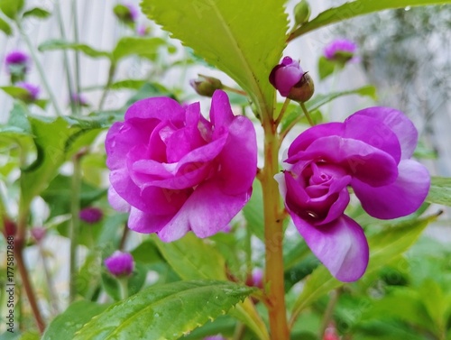 Impatiens balsamina (touch-me-not) flowers in the garden