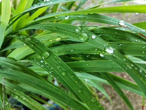 Water droplets on green leaves