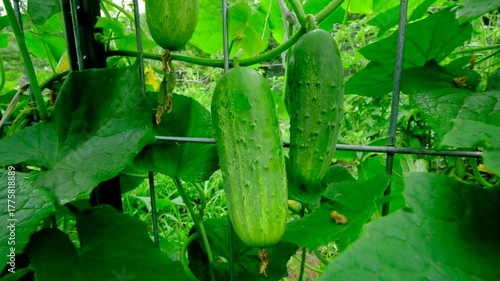 Moving camera toward perfectly grown gherkin cucumbers hanging from vines