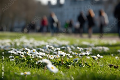 Spring Daisies Bloom in Urban Park, Sunlight Gleaming on Green Lawn with People Walking in Background