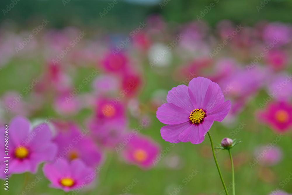 Fototapeta premium コスモス