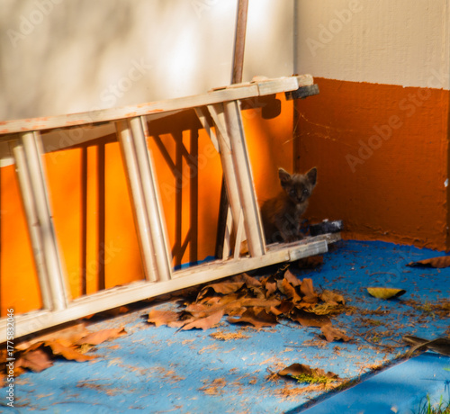 
Kittens hiding behind a staircase.