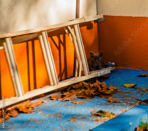 
Kittens hiding behind a staircase.