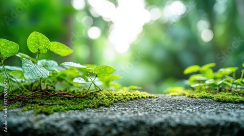 Lush Greenery and Mossy Stone: A Nature-Inspired Background for Product Showcase and Tranquil Designs