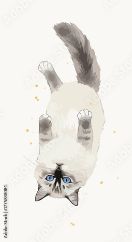 Fluffy Ragdoll Cat with Blue Eyes Playing Upside Down on White Background