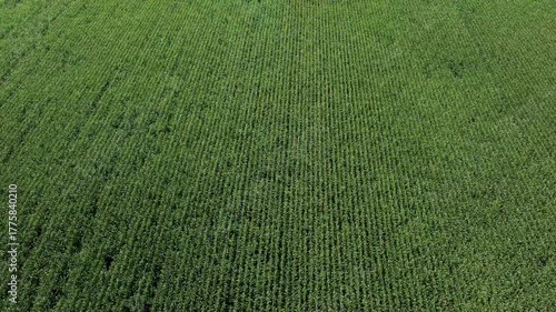 Corn field in summer, drone shot. Flight over the corn crop. Agriculture. Aerial drone view over green maize crop. 