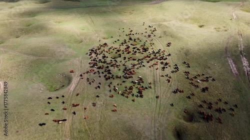 A group of cows grazing in a field, drone footage. A large herd of cows graze on grass.
