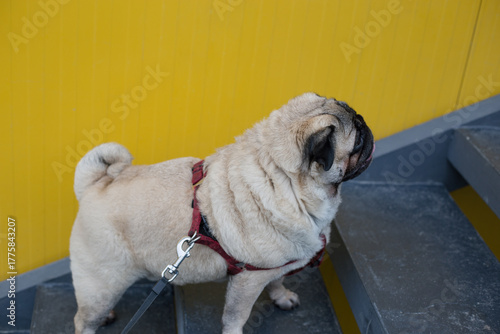 Fluffy Dog Looking Up on Stairs – Pet Portrait in Urban Setting