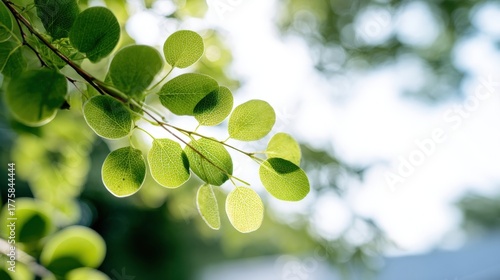 Eucalyptus Branch with Green Leaves in Sunlight, Close-Up, Ideal for Natural Health and Wellness Concepts