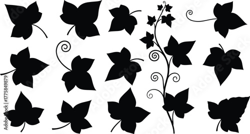Black ivy leaf silhouettes, decorative vine designs, botanical foliage clipart, nature plant ornament, curling tendrils, vector illustration, floral pattern, minimalist art