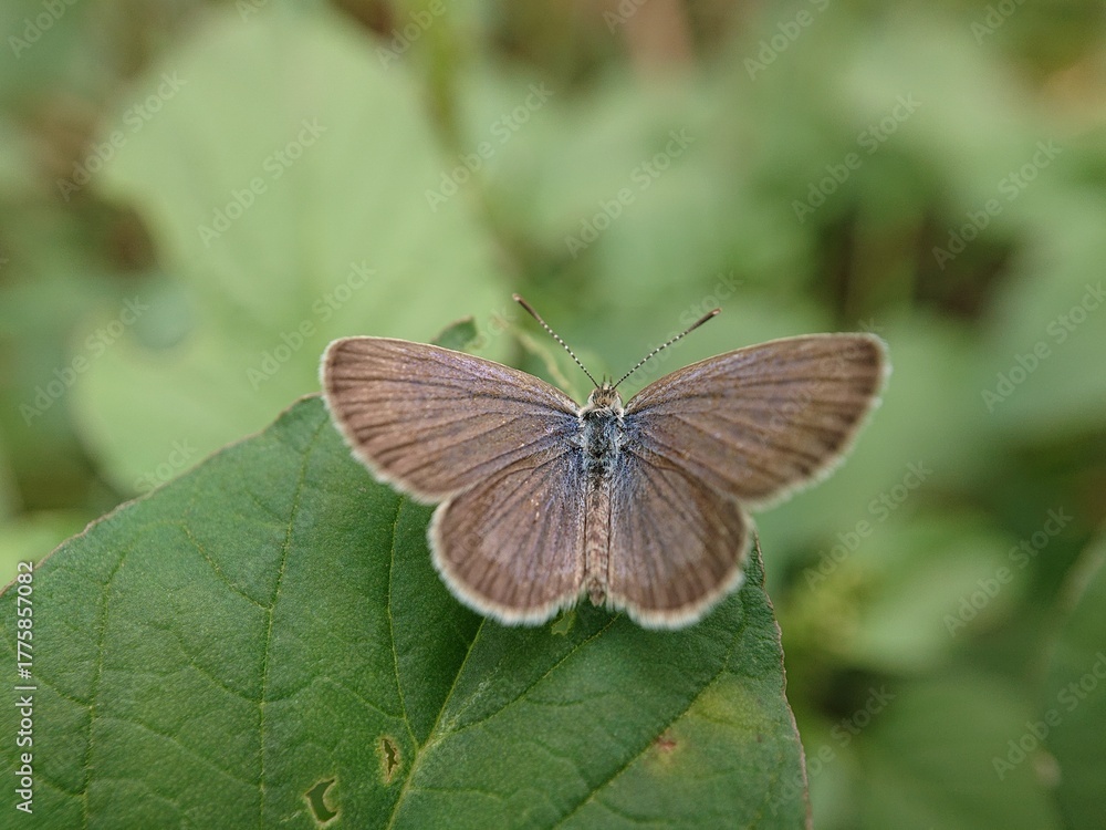 Naklejka premium Dark Grass Blue Butterfly