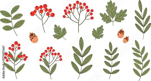 Autumnal Foliage Elements with Red Berries and Cones Isolated on a White Backdrop